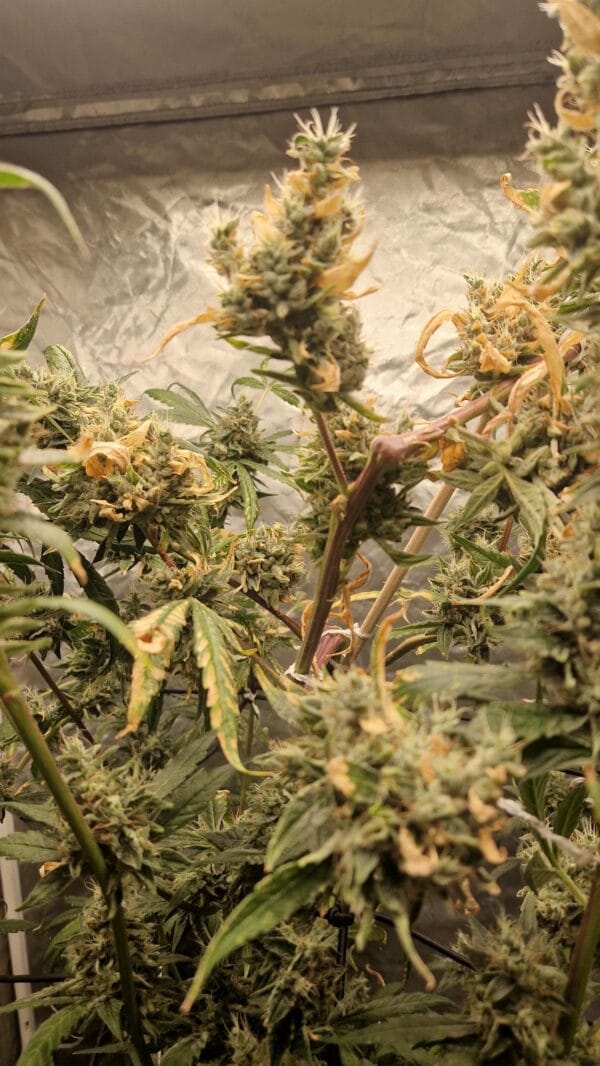 Ganja - Gelato Cookies Feminized – Bild 4