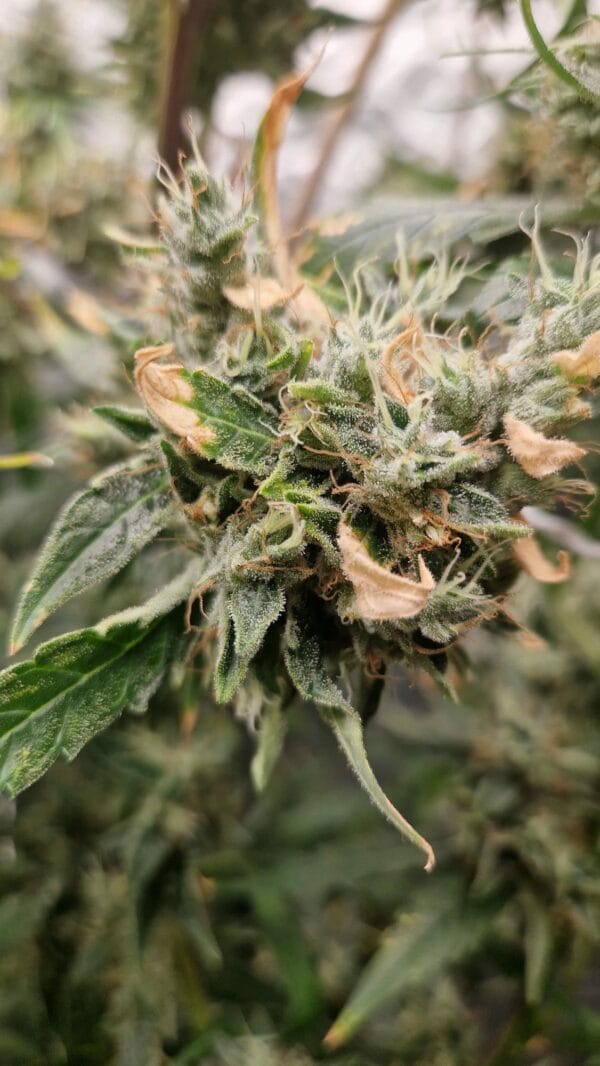 Ganja - Gelato Cookies Feminized – Bild 5