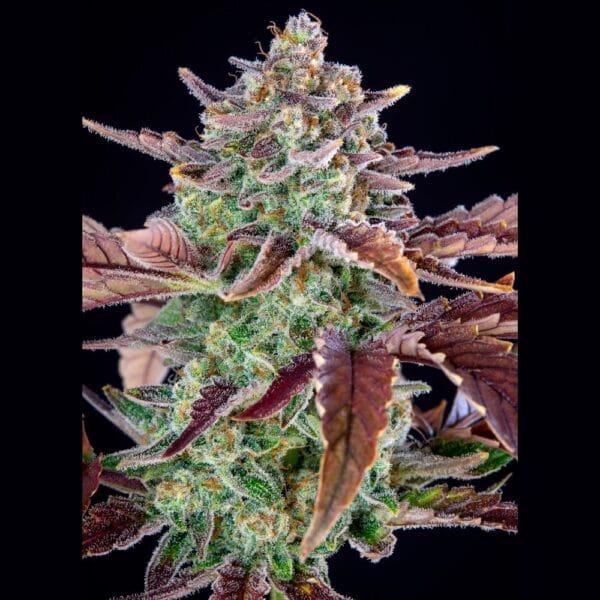 Ganja - Gorilla Cookies Auto – Bild 2