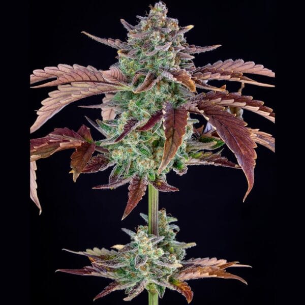 Ganja - Gorilla Cookies Auto – Bild 3