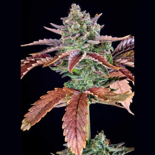 Ganja - Gorilla Cookies Auto – Bild 4