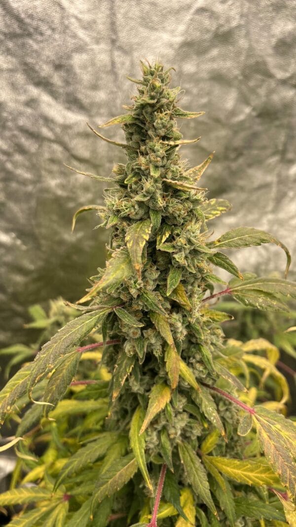 Ganja - Gorilla Cookies Auto – Bild 5