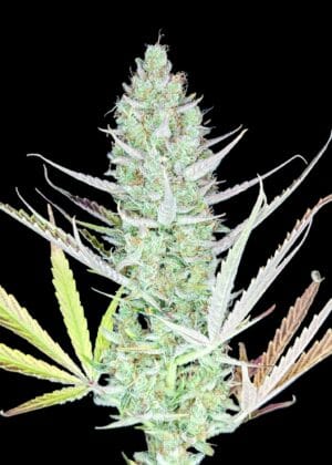 Ganja - HulkBanner Auto