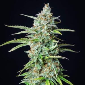 Ganja - Northern Light Auto