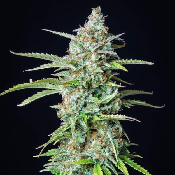 Ganja - Northern Light Auto