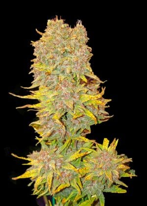 Ganja - Purple Cookies XL Auto
