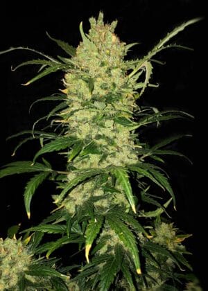 Ganja - Rainbow Candy XL Auto